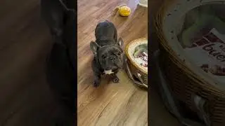 Picnic time with my frenchie!