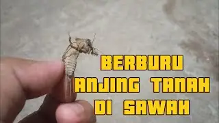 Berburu anjing tanah/ gaang/ garangan di sawah sedang di bajak