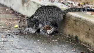 Cat in the street