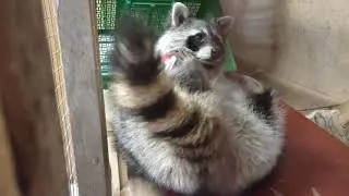 головоломка для енота