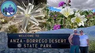 2024 Wildflower SUPERBLOOM at Anza Borrego Desert State Park, California!