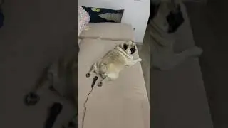 Как пукают мопсы.Подпишысь🙏🏻🙏🙏🏻
