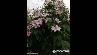 Клематисы в моём саду этим летом !🥀#садогороддача #