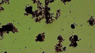 Drop of Water from my garden, under the microscope