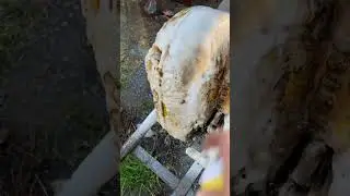 Best engine degreaser in the world