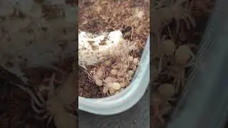 Нимфы пауков птицеедов   Psalmopoeus irminia. Паук птицеед дома #tarantula #животные