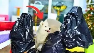Hidden in a Giant Trash Bag! Can Arya Find Us? 😂🐶 | Hide and seek with my dog