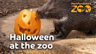 Halloween at the zoo! 🎃 | Hertfordshire Zoo