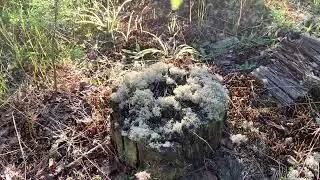 О важном из леса, мысли