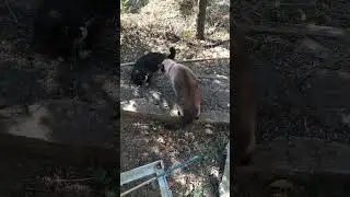 Кот Эверест наступает