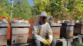 Second Application of Formic Pro Mite Treatments for Production Yard