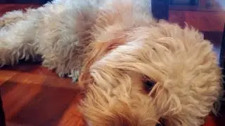 Highlight 20:08 - 25:08 from Vivian Ochinang is live! SLEEPING DOG