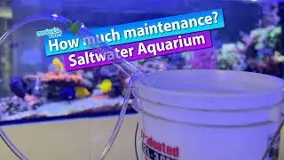 How much maintenance does a saltwater aquarium ACTUALLY need?