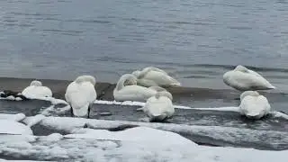 観瀾山公園の白鳥