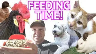 Feeding All Our 70 Farm Animals