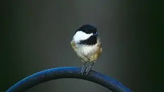 Cute little Chickadee