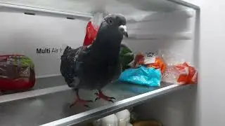 Голубь Федя и холодильник