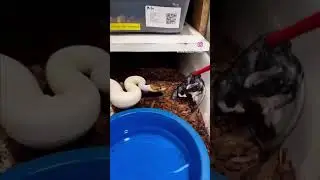 Neurological issues with spider 