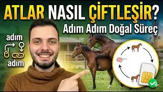 How Do Horses Mating? What You Need to Know About Horse Mating and Reproduction