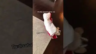 собачья шаурма
