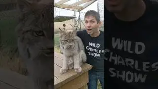 Lynx is so Friendly! 
