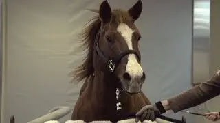 Equine Hospital - Veterinary Medicine