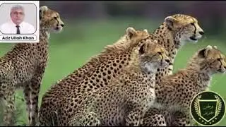 KHARGOSH OR REECH ki khani