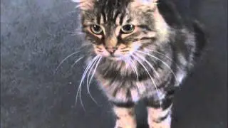 Disneyland Feral Cat