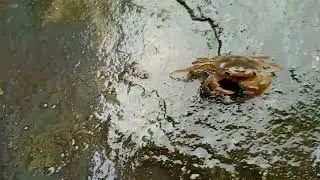🦀