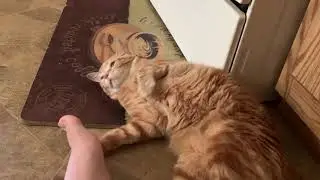 Dis my cat cricket, he has a crooked tail