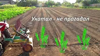 Каток выручает - время всходов сокращает