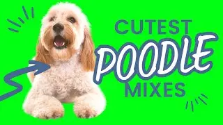 Top 9 Cutest Small Poodle Hybrid Breeds - Designer Doodle Dogs