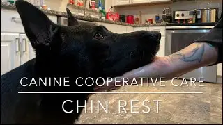 Chin Rest To Hand