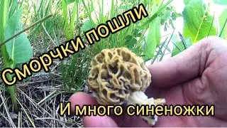 ТИХАЯ ОХОТА Грибалка в Горных садах