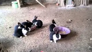 Ternak Kelinci [081213644254] - Cara Ternak Kelinci Dengan Pakan Murah