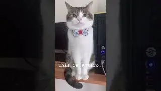CAT TRAINING | HOW TO TRAIN YOUR CAT | CAT VIDEOS | HONEST CAT | MEOWMEOW | #shorts