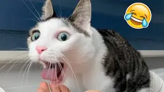 Funny  cats and dogs videos!