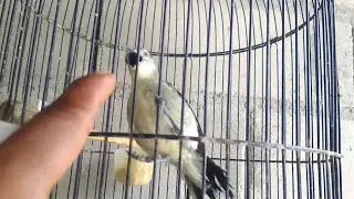 Harian sirtu tanpa ekstra fuding masih gacor