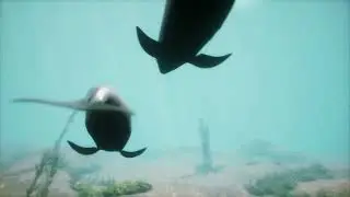 dolphin