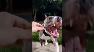 Амстафф Локи 3 года | Баловник | Стаффорд | Amstaff Loki