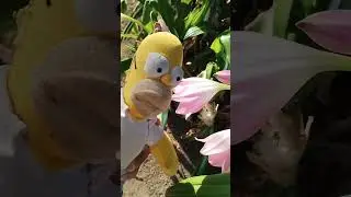 Homero Simpson cantando "Vete ya" (cover)