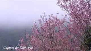 Thaiv Vwj mus de zaub nyob zos khas hoos prak 2