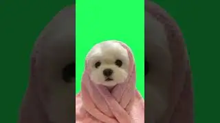 Green Screen Singing Dog  #greenscreen #dog #short #shorts #shortsvideo