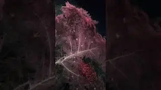 The Stunning Coral Gardens of the Deep 