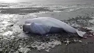 Ещё один случай спасения белух в Тугуро-Чумиканском районе