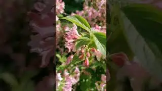 Вейгела #music #relaxingmusic #цветы #nature #garden #weigela