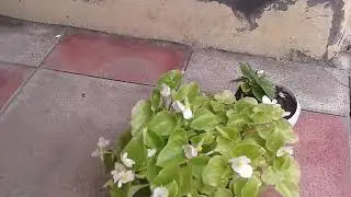 Mənim canım ev güllərim