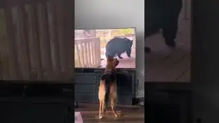 When your dog is watching bears on Tv . #funnydogs #dogandbears #tv
