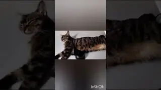 цЫркаЧелла😹