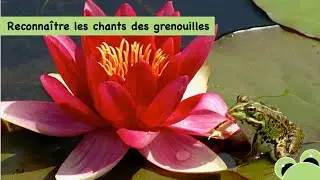 Reconnaître les chants des grenouilles
